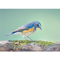 大埔滘自然護理區潛藏着不少雀鳥，艷麗的紅脇藍尾鴝就是其中之一。