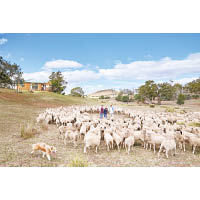 位於塔斯馬尼亞的柯林佳農場，佔地300公頃，飼養超過三千頭羊，每年供應羊毛到世界各地，其羊毛屬高品質，經洗刷後顏色盡變純白。