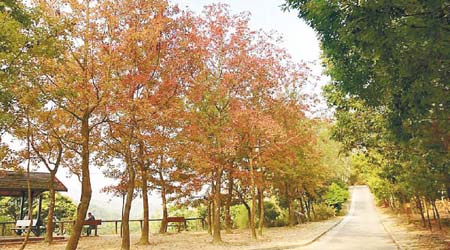 「大棠‧賞玩嘉年華」有得玩，又可認識本地紅葉，歡迎有興趣人士即場參加。