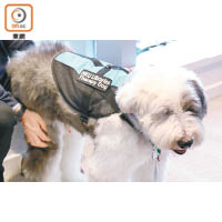 適逢考試期間，香港大學特別引入治療犬Jasper，為同學紓緩壓力和焦慮情緒。