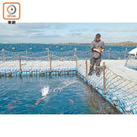海洋牧場是浮在海上的箱網平台，訪客可以在這裏垂釣及接觸海上動物。