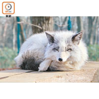 園外最多赤狐，還有稀有的銀狐、青狐、白金狐和北極狐。