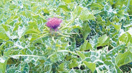 https://upload.wikimedia.org/wikipedia/commons/3/34/%281%29_Milk_thistle.jpg