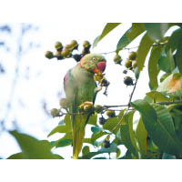 在香港，可找到為數不少的野生鸚鵡，亞歷山大鸚鵡是其中一種。