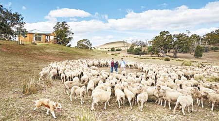 柯林佳農場佔地300公頃，飼養超過三千頭羊，每年供應高質羊毛到世界各地。