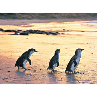 著名度假勝地菲利普島的神仙企鵝，每天清晨出海覓食，傍晚帶回食物成群結隊而歸，餵養妻兒。此類企鵝體形嬌小，緩步婀娜多姿，奇趣萬分。