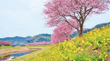 參加本州的河津櫻花祭，可以沿着河津川欣賞8,500棵河津櫻盛放的壯觀情景。