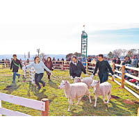 千葉的Mother牧場讓你接觸多種動物，並可觀賞有趣的剪羊毛Show。