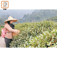 梅家塢是杭州著名的產茶地區。