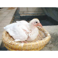陳師傅謂，25至27日大的白乳鴿最適合入饌。