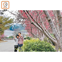 新社的「櫻木花道」上種有多棵櫻花樹，吸引不少遊人拍攝。