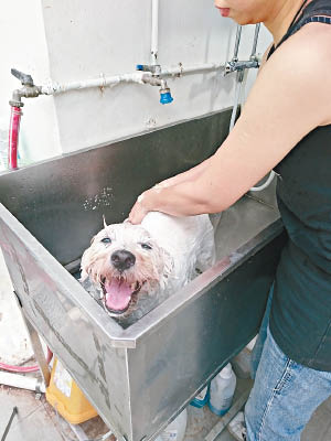 「洗邋遢」就是幫狗狗洗澡便好了，別把牠們掃出家門。
