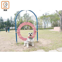 跳躍圓環的難度較低，身形細小的狗狗也可以輕鬆通過。