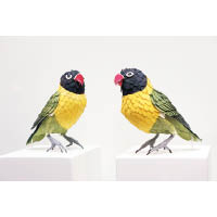 經常與伴侶形影不離的黃領情侶鸚鵡（Yellow-collared Lovebird）。