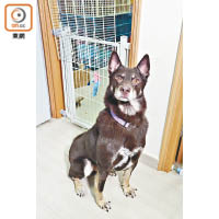 Mocha曾是街頭惡犬，卻主動親近Emily，令她決定收養。