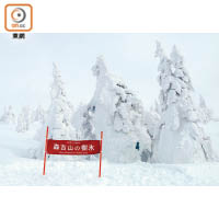 作為日本三大樹冰之一的森吉山樹冰，松樹在冰雪的包裹下成了白色巨人。