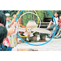松江花鳥園可看到貓頭鷹所帶來的特技表演。