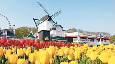 3月16日至4月29日京畿道愛寶樂園將舉行一年一度的鬱金香祭。