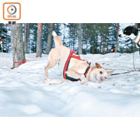 每次小休，總有幾隻狗狗會擦雪降溫。