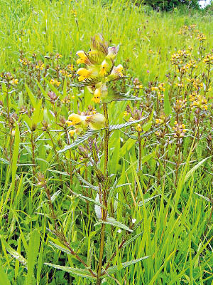 ©https://commons.wikimedia.org/wiki/File:Yellow-rattle_700.jpg