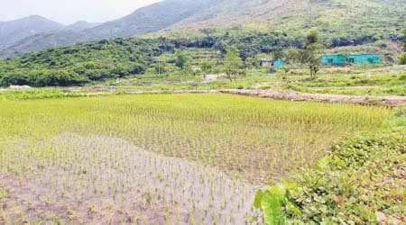 二澳的稻米田年產量達2,000公斤，主要出產馬霸米、美香粘、台中秈十號米等品種。