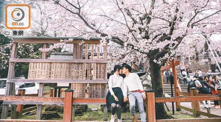 以櫻花樹作背景營造氣氛，拍攝「放閃」一刻倍感浪漫。