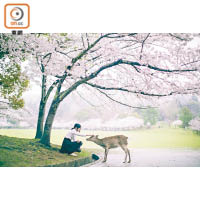 人物與動物於櫻花樹下的互動，展現出不一樣的美感。