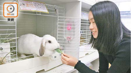 位於池袋的Usabibi兔兔Cafe，內裏有多個品種的兔仔讓你盡情親近一番。