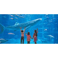 世界最大水族館之一的大阪海遊館，讓你見識多種海洋動物。