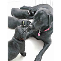去年底，來自澳洲的種犬媽媽Fleur順利誕下6隻狗寶寶，為香港帶來一班導盲犬生力軍。