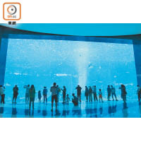 酒店商場設有大型玻璃，吸引大批遊客欣賞水中世界。