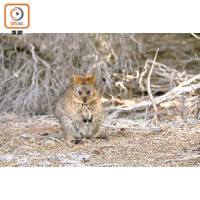 羅特內斯特島是被喻為「世界最快樂動物」的短尾矮袋鼠主要棲息地。