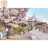 如在櫻花季節到訪，屋島是高松賞櫻好地方。