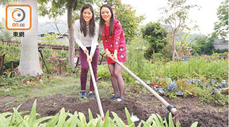 有機菜田讓有興趣人士下田鬆土、澆水，體驗耕作的樂趣。