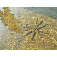 飛白楓海星是本港較常見的海星之一，通常出沒於初夏季節。