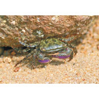 當潮水低於1.3米，大家或可於石隙縫中發現寬額大額蟹。
