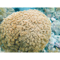 近岸位置不難發現珊瑚蹤影，圖中的角孔珊瑚便是海下灣常見的珊瑚。