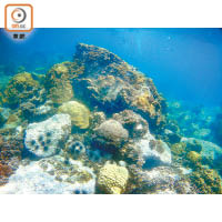 延綿不絕的「珊瑚花園」加上湛藍的海水，是Koh Ngam Yai和Koh Ngam Noi的標記。