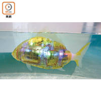 機械魚會發光會潛水，甚至撞牆會自動轉彎。