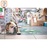 2009年，翠兒開設了第一間寵物用品店，並開始為無家動物謀福利。