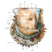 香港的養殖珍珠貝學名是馬氏貝，生理結構分成多個不同部分。