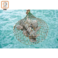珍珠貝成長過程要不時撈起清潔，確保珍珠健康成長。