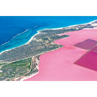 「粉紅色鹽湖」染成一片粉紅色，格外醉人。