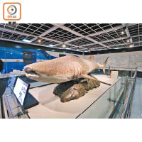 現存魚類中最大型的鯨鯊標本便收藏於釜山海洋自然史博物館中。