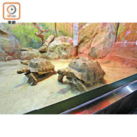 熱帶生物研究館有活的生物展示，包括有大型的陸龜。