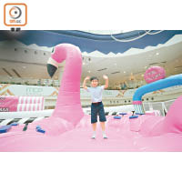 6米高Flamingo充氣彈床定能滿足好動的小朋友。
