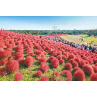 茨城的國營日立海濱公園是賞花熱點，參加10月中旬出發的旅遊團可看到掃帚草。