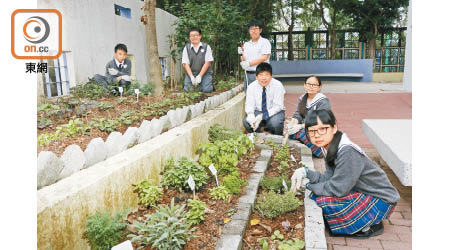 約大半年前，香港中文大學校友會聯會陳震夏中學的學生積極參與建設蝴蝶園的工作。