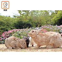 在溫暖、無天敵的大自然環境下，島上野兔數量估計超過1,000隻。