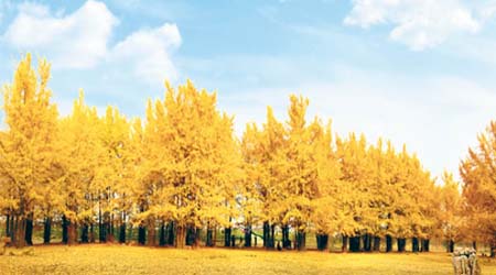 秋天時分到訪隨州千年銀杏谷，能欣賞到壯觀的金黃景致。